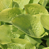 Crin de toamna (Hosta) Sum and Substance, livrat in ghiveci de 1L