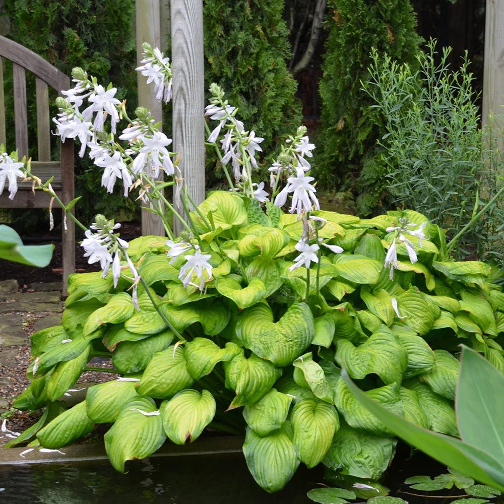 Crin de Toamna verde cu margini crem (Hosta) Guacamole - VERDENA-livrat in ghiveci de 2 l