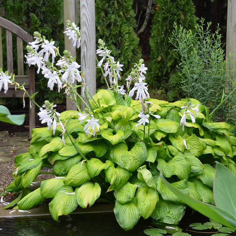 Crin de Toamna verde cu margini crem (Hosta) Guacamole - VERDENA-livrat in ghiveci de 2 l