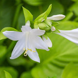 Crin de Toamna verde cu margini crem (Hosta) Guacamole - VERDENA-livrat in ghiveci de 2 l