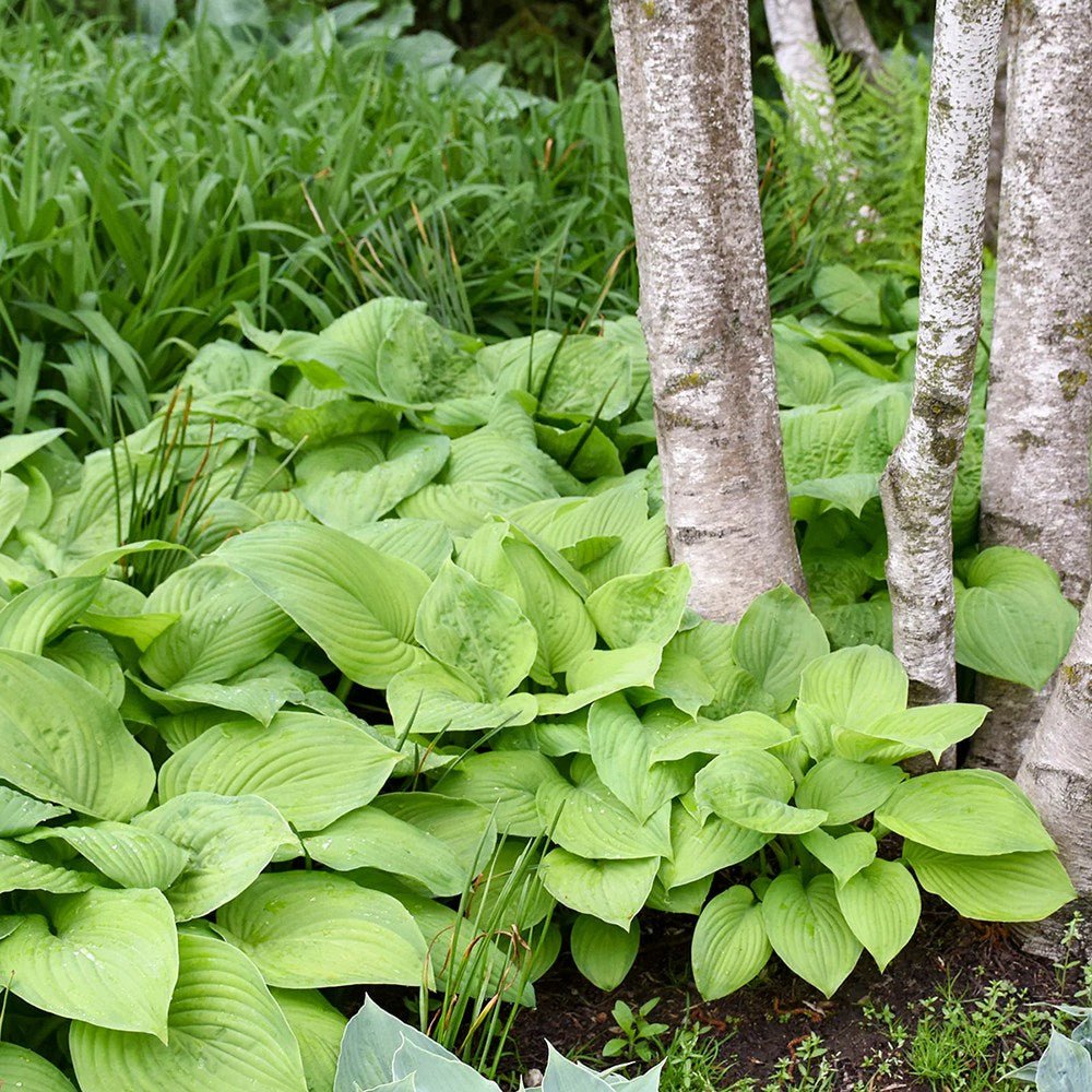 Crin de Toamna verde cu margini crem (Hosta) Guacamole - VERDENA-livrat in ghiveci de 2 l