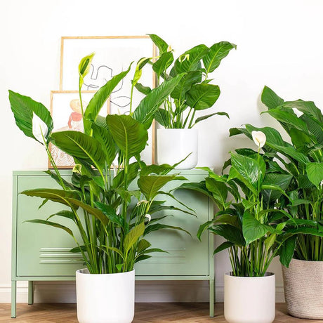 Crinul Pacii Spathiphyllum Pearl Cupido - 80 Cm