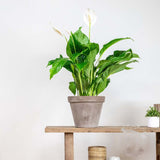 Crinul Pacii Spathiphyllum Pearl Cupido - 80 Cm - VERDENA-80 cm inaltime livrat in ghiveci de 4 l