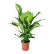 Crinul Pacii Spathiphyllum Pearl Cupido - 80 Cm - VERDENA-80 cm inaltime livrat in ghiveci de 4 l