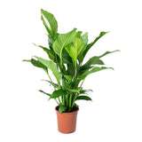 Crinul Pacii Spathiphyllum Pearl Cupido - 80 Cm - VERDENA-80 cm inaltime livrat in ghiveci de 4 l