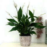 Crinul Pacii Spathiphyllum Pearl Cupido - 80 Cm - VERDENA-80 cm inaltime livrat in ghiveci de 4 l