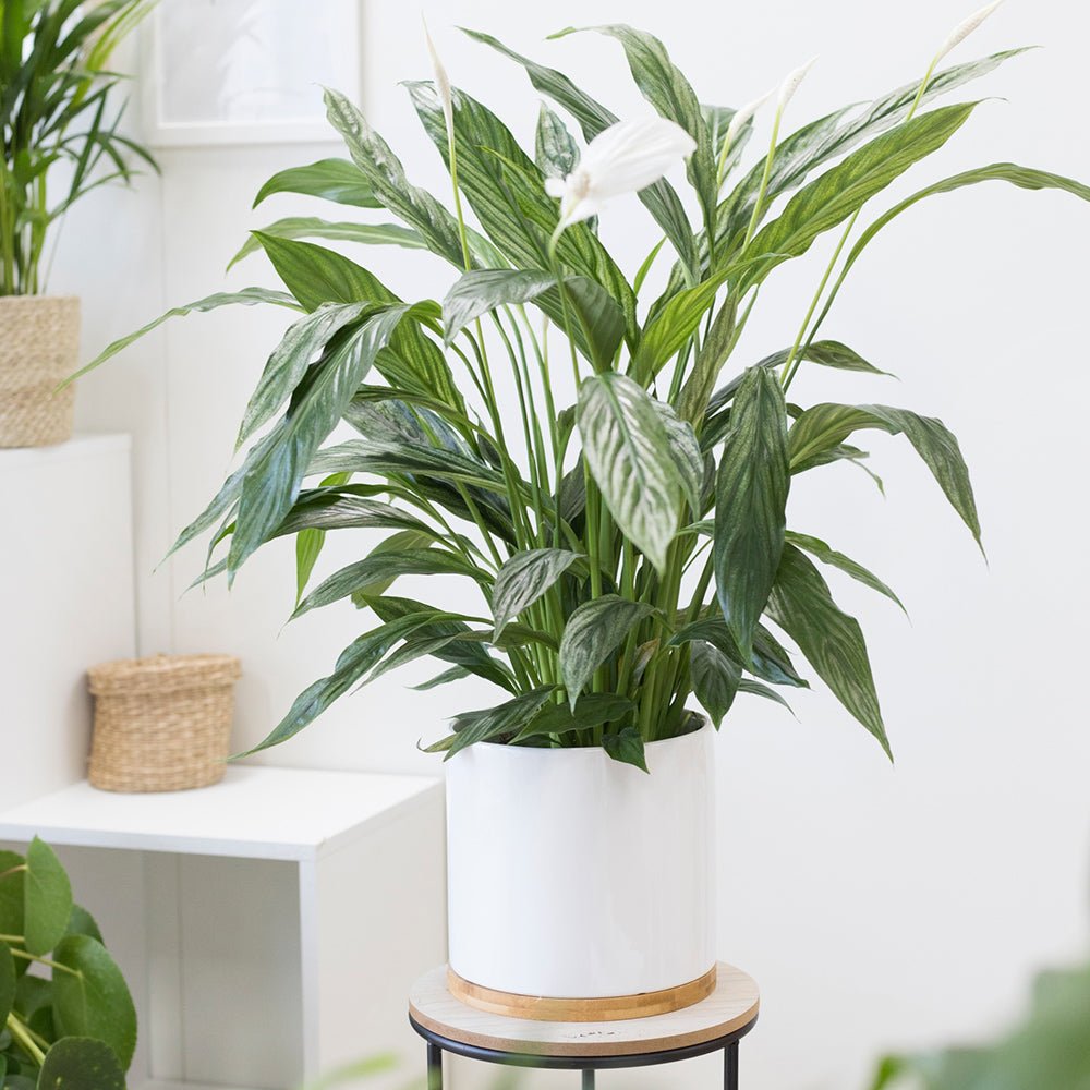 Crinul Pacii Spathiphyllum Pearl Cupido - 80 Cm - VERDENA-80 cm inaltime livrat in ghiveci de 4 l