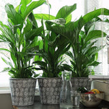 Crinul Pacii Spathiphyllum Pearl Cupido - 80 Cm - VERDENA-80 cm inaltime livrat in ghiveci de 4 l