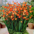 Crocosmia Carmine Brilliant - VERDENA-30-40 cm inaltime, livrat in ghiveci de 3 l