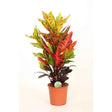 Croton Codiaeum variegatum Excellent - 60 cm - VERDENA-60 cm inaltime livrat in ghiveci de 3 L