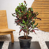 Croton Codiaeum Variegatum Mammi - 60 cm - VERDENA-60 cm inaltime, livrat in ghiveci de 4 l