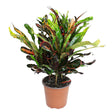 Croton Codiaeum Variegatum Mammi - 60 cm - VERDENA-60 cm inaltime, livrat in ghiveci de 4 l