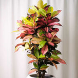 Croton Codiaeum Variegatum Mrs. Iceton - 120 cm - VERDENA-120 cm inaltime, livrat in ghiveci de 4.5 l