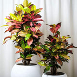 Croton Codiaeum Variegatum Mrs. Iceton - 120 cm - VERDENA-120 cm inaltime, livrat in ghiveci de 4.5 l