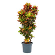 Croton Codiaeum Variegatum Petra - 120 cm - VERDENA-120 cm inaltime, livrat in ghiveci de 4.5 l