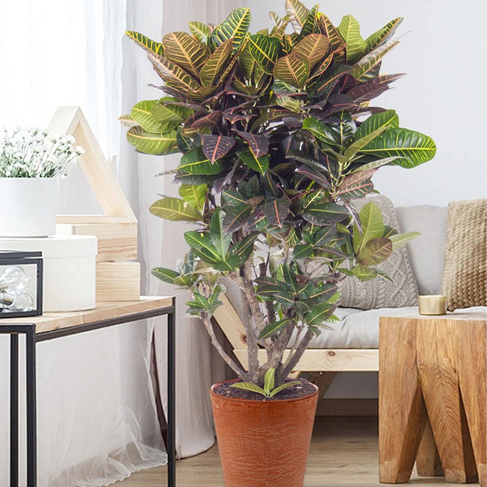 Croton Codiaeum Variegatum Petra - 160 cm - VERDENA-160 cm inaltime, livrat in ghiveci de 20 L