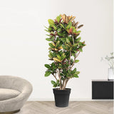 Croton Codiaeum Variegatum Petra - 160 cm - VERDENA-160 cm inaltime, livrat in ghiveci de 20 L