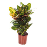 Croton Codiaeum variegatum Petra - 80 cm - VERDENA-80 cm inaltime livrat in ghiveci de 5 L