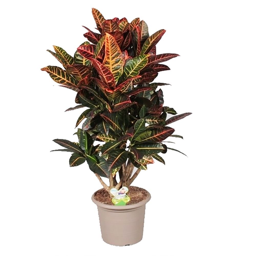 Croton Codiaeum Variegatum Petra - 90 Cm - VERDENA-90 cm inaltime livrat in ghiveci de 5 L