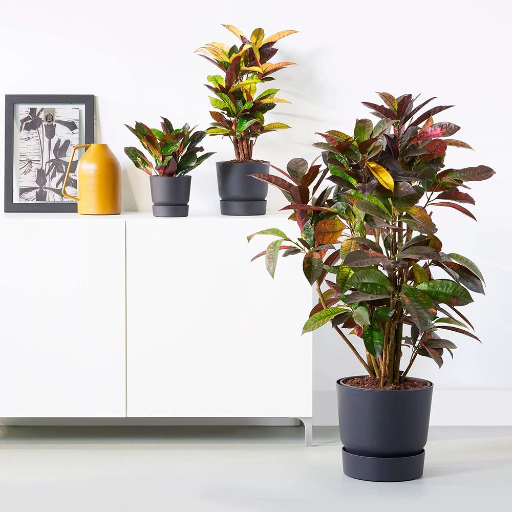 Croton Codiaeum Variegatum Petra - 90 Cm - VERDENA-90 cm inaltime livrat in ghiveci de 5 L