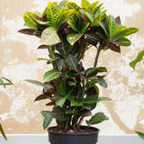 Croton Codiaeum Variegatum Petra - 90 Cm - VERDENA-90 cm inaltime livrat in ghiveci de 5 L