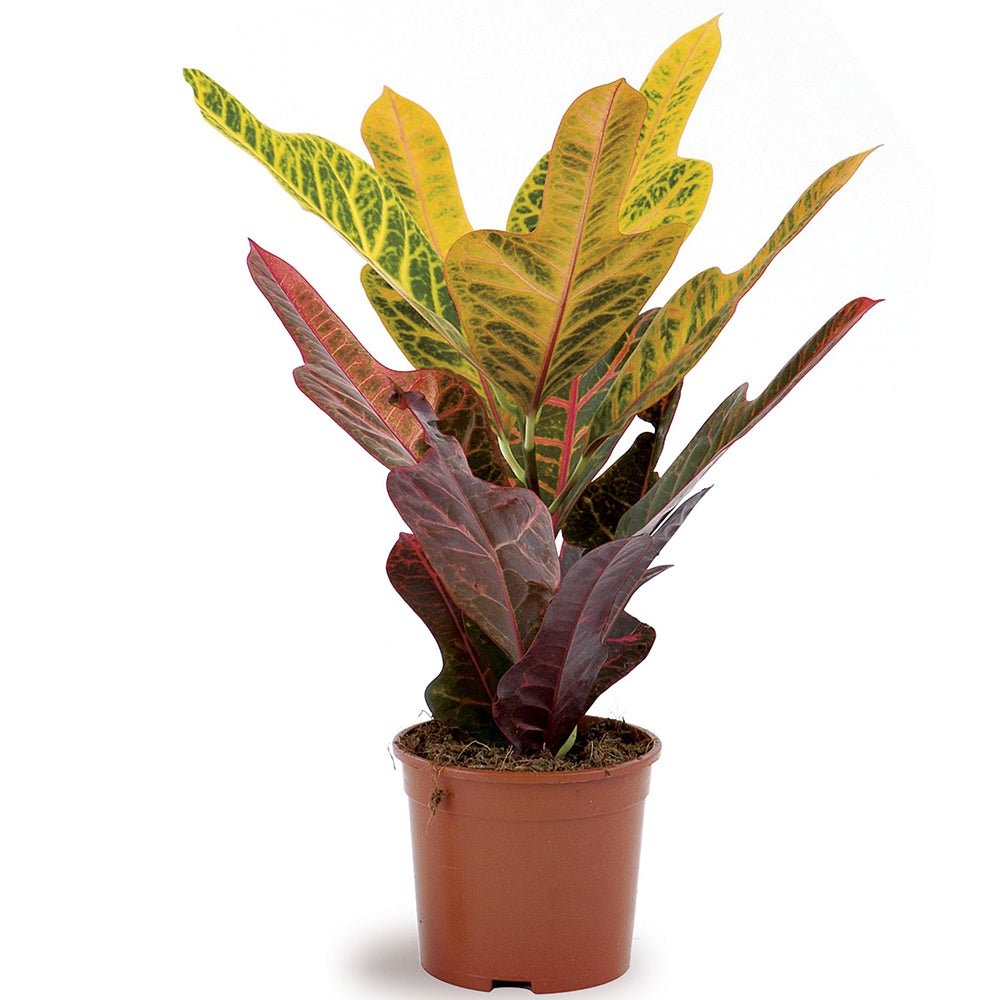 Croton Excellent - 70 cm - VERDENA-70 cm inaltime la livrare