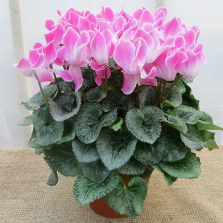 Cyclamen Overig