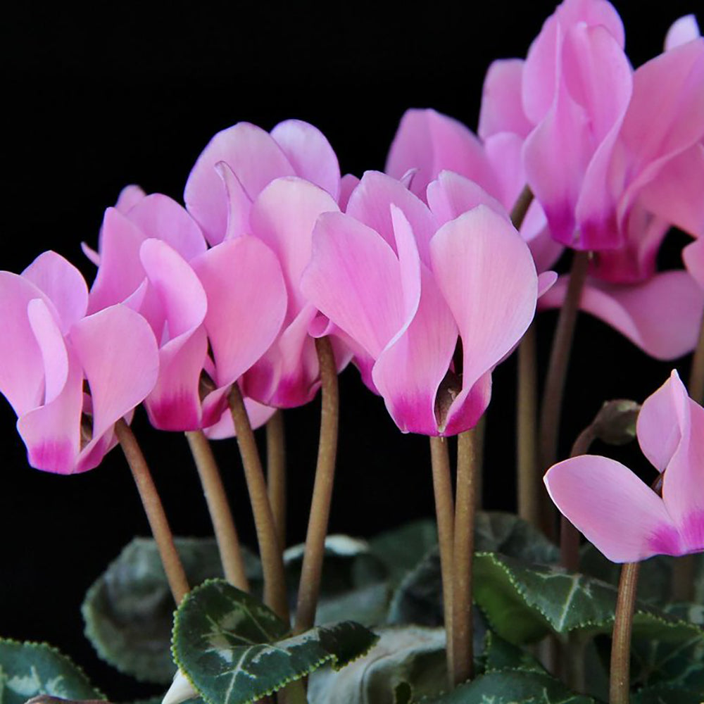 Cyclamen Overig