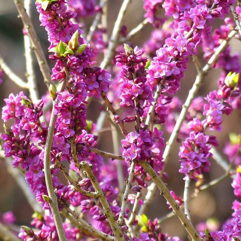 Daphne Rubra - VERDENA-50-70 cm inaltime livrat in ghiveci de 3 L