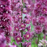 Delphinium Highlander Flamenco - VERDENA-3-5 cm inaltime livrat in ghiveci de 2 L