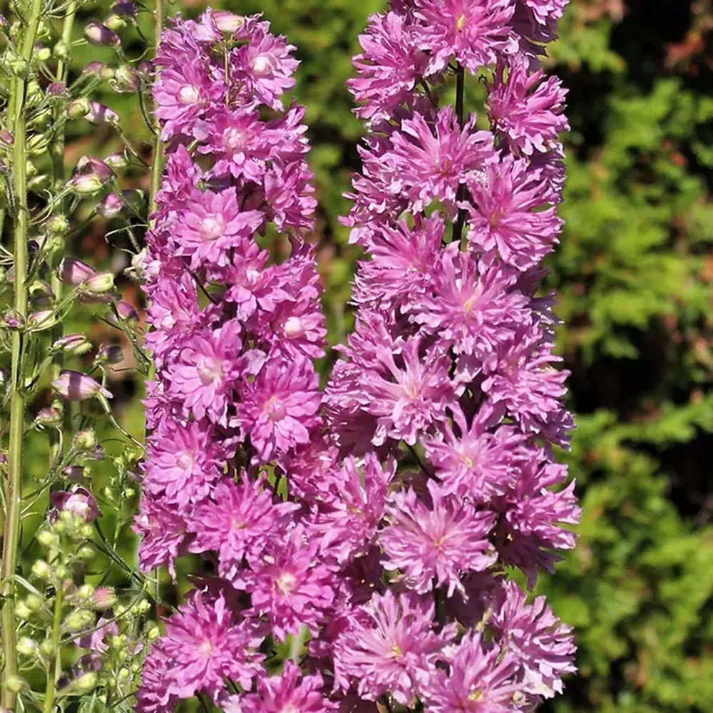 Nemtisor (Delphinium) Highlander Flamenco