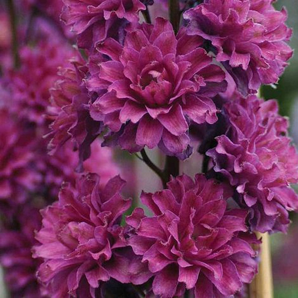 Nemtisor (Delphinium) Highlander Flamenco