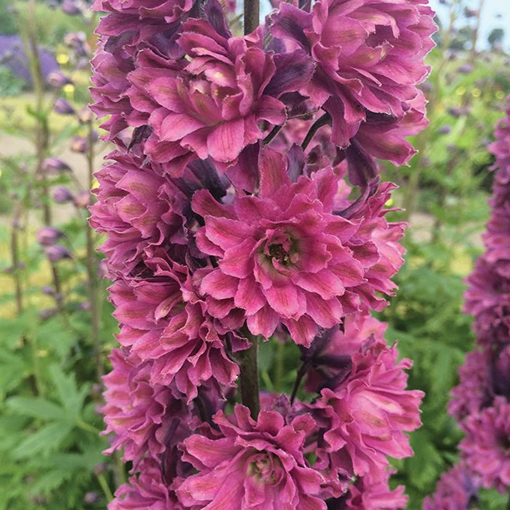 Nemtisor (Delphinium) Highlander Flamenco