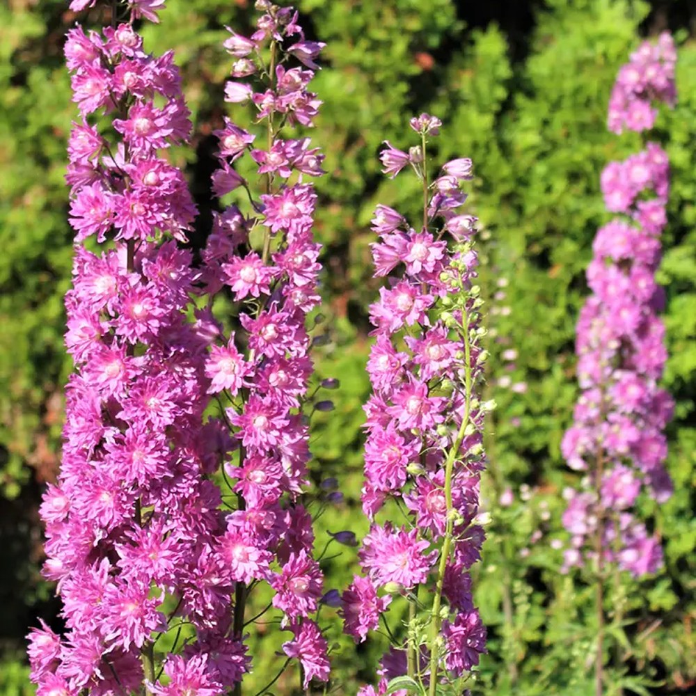 Nemtisor (Delphinium) Highlander Flamenco