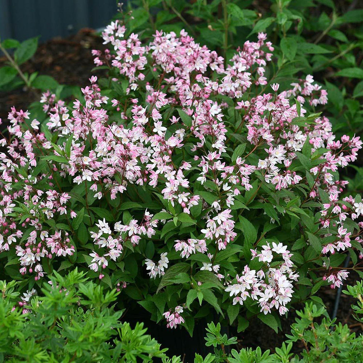 Deutzia Yuki Cherry Blossom, 15 cm inaltime, in ghiveci de 4L