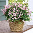 Deutzia Yuki Cherry Blossom, 15 cm inaltime, in ghiveci de 4L