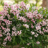 Deutzia Yuki Cherry Blossom, 15 cm inaltime, in ghiveci de 4L