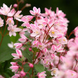 Deutzia Yuki Cherry Blossom, 15 cm inaltime, in ghiveci de 4L