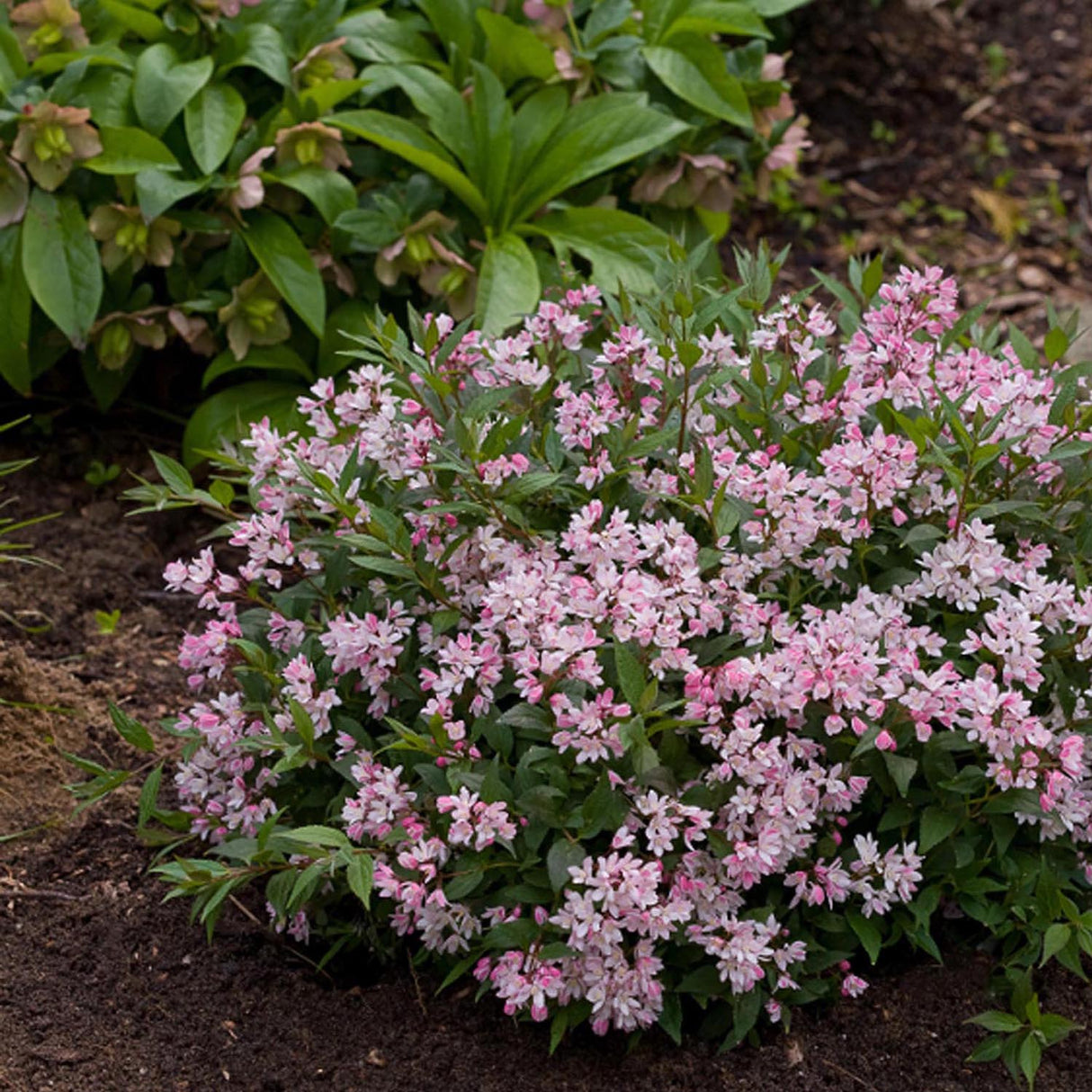 Deutzia Yuki Cherry Blossom, 15 cm inaltime, in ghiveci de 4L