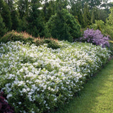 Deutzia Yuki Snowflake, 20 cm inaltime, in ghiveci de 4L