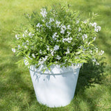 Deutzia Yuki Snowflake - VERDENA-20 cm inaltime, livrat in ghiveci de 4 l