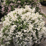 Deutzia Yuki Snowflake, 20 cm inaltime, in ghiveci de 4L