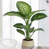 Dieffenbachia Tropic Snow - 70 cm - VERDENA-70 cm la inaltime livrat in ghiveci de 4 L