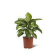 Dieffenbachia Tropic Snow - 70 cm - VERDENA-70 cm la inaltime livrat in ghiveci de 4 L