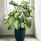 Dieffenbachia Tropic Snow - 90 cm - VERDENA-90 cm la livrare, in ghiveci de Ø 24 cm