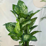 Dieffenbachia Tropic Snow - 90 cm - VERDENA-90 cm la livrare, in ghiveci de Ø 24 cm