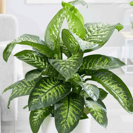 Dieffenbachia Tropic Snow - 90 cm - VERDENA-90 cm la livrare, in ghiveci de Ø 24 cm