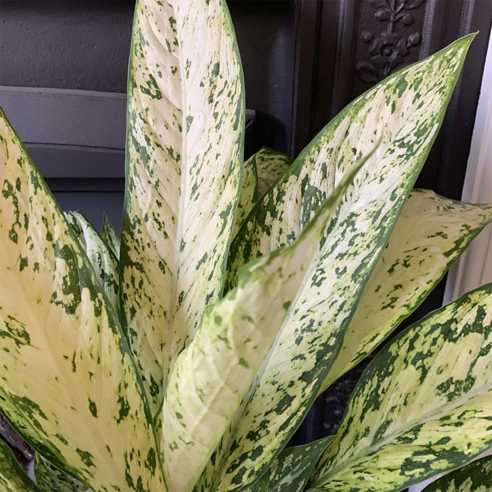 Dieffenbachia Vesuvius - 70 cm - VERDENA-70 cm inaltime la livrare in ghiveci de 17 cm