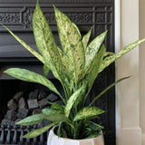 Dieffenbachia Vesuvius - 70 cm - VERDENA-70 cm inaltime la livrare in ghiveci de 17 cm