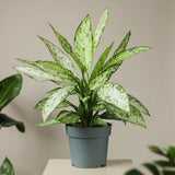 Dieffenbachia Vesuvius - 70 cm - VERDENA-70 cm inaltime la livrare in ghiveci de 17 cm